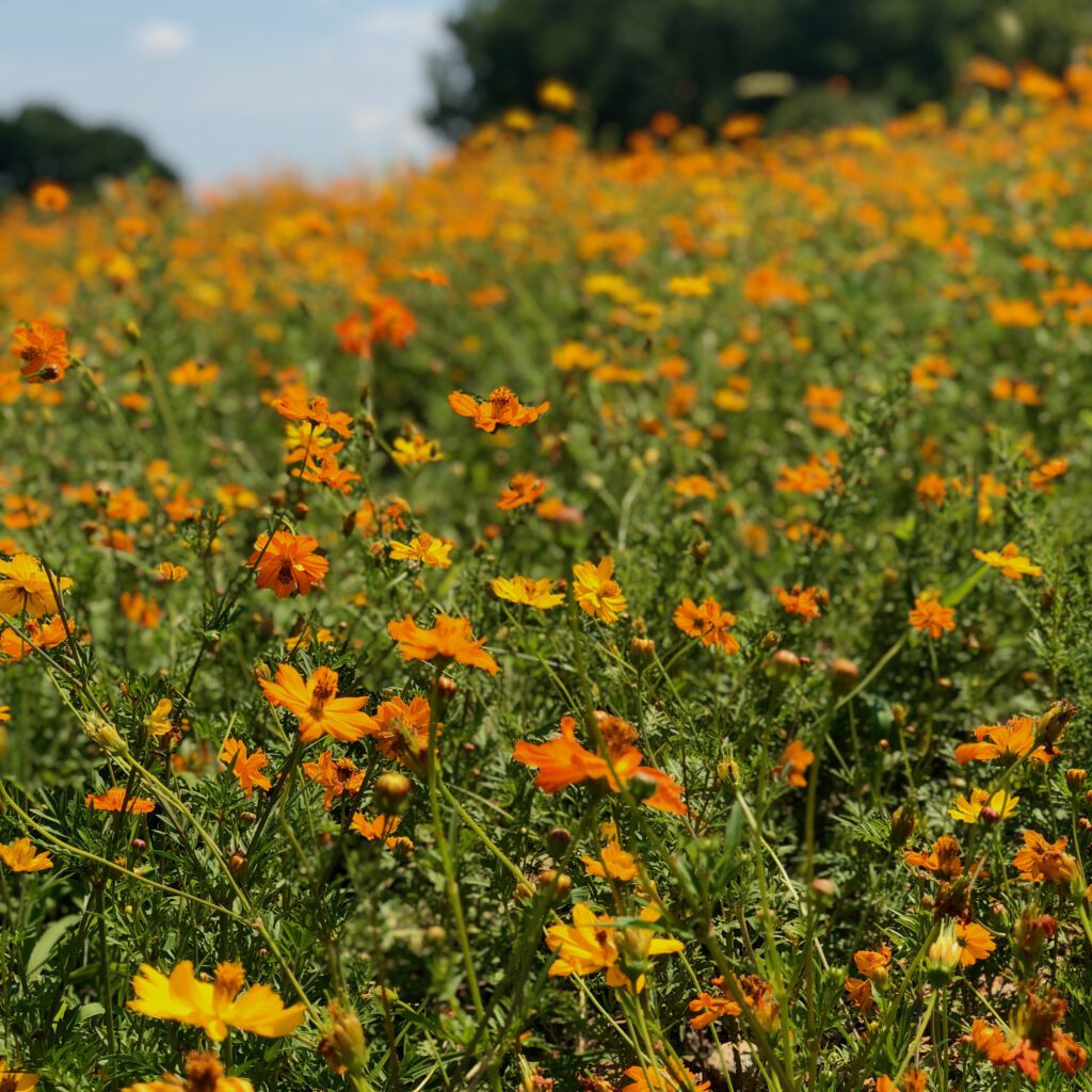 orange and yellow flowers